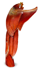 3d arm superficial