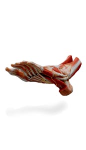 3d foot 2nd layer