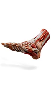 3d foot superficial