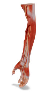 3d forearm superficial