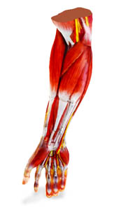 3d forearm superficial