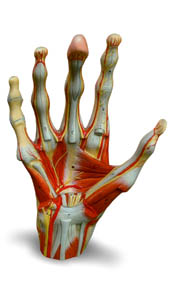 3d hand superficial