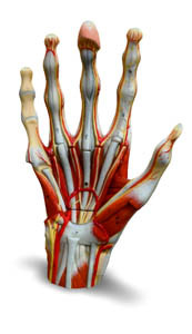 3d hand superficial