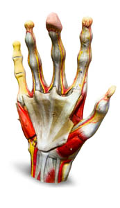 3d hand superficial