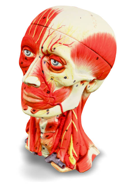 3d head and neck