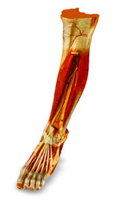 3d leg deep