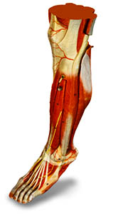 3d leg superficial
