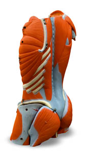 3d torso
