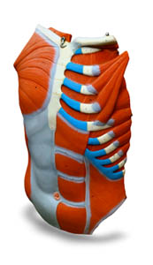 3d torso