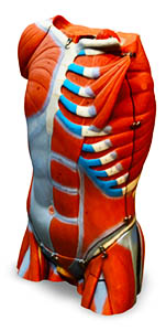 3d torso