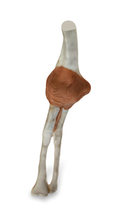 elbow joint