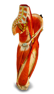 gluteal and thigh superficial