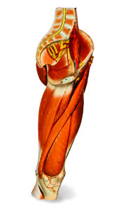gluteal and thigh superficial