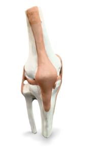 knee joint