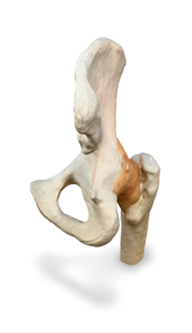 pelvic joint