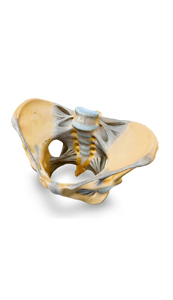pelvis