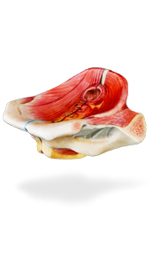 perineum