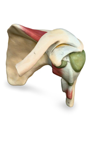 shoulder joint