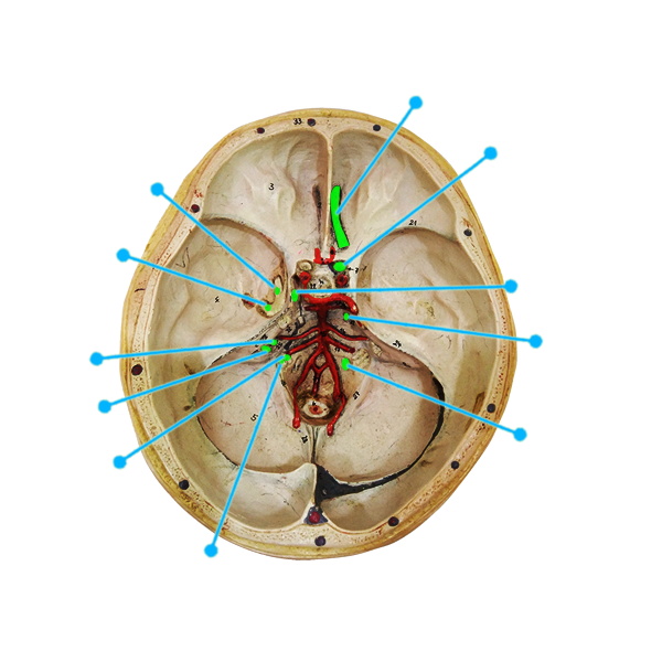 Structure of The Skull Base-Nerves