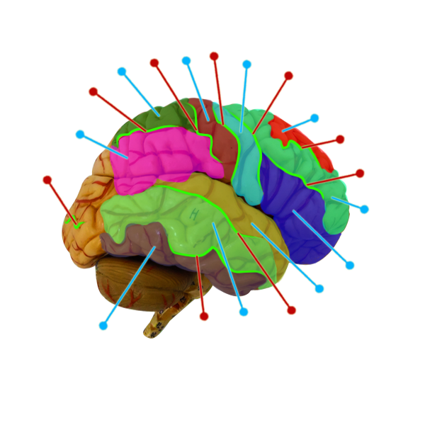 Brain-Sulcus_and_Gyrus_Lateral-Right_View