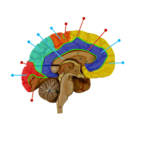 Brain-Sulcus_and_Gyrus_Sagittal_Left_View