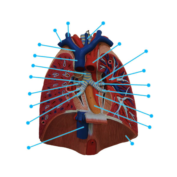 The Lungs-View2