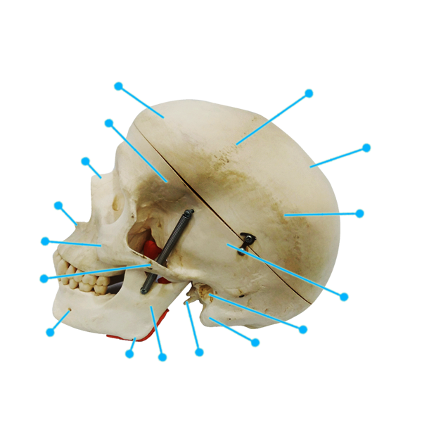 Skull-Lateral Left
